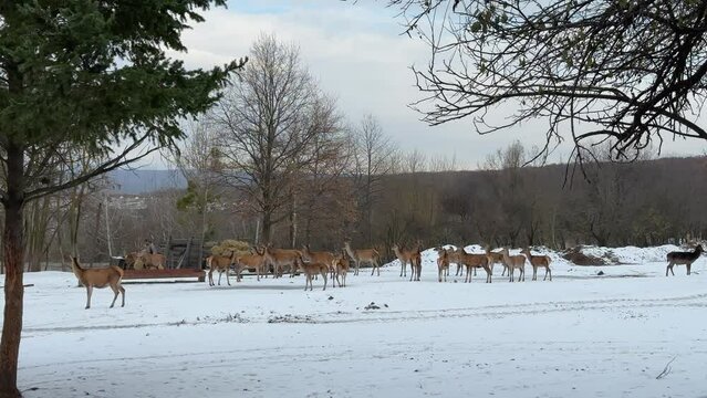 Herd of deer on a winter farm 