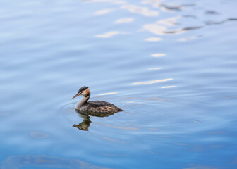 Grebe