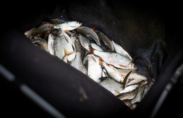 Fresh fish