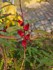Roselle plant for Herbal medicine plant image isolated Nice background Green plant display Beautiful colourful natural beauty scenery Great Views HD Photo and wallpaper