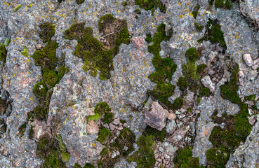 Fototapeta premium gray porous stone with green dense moss