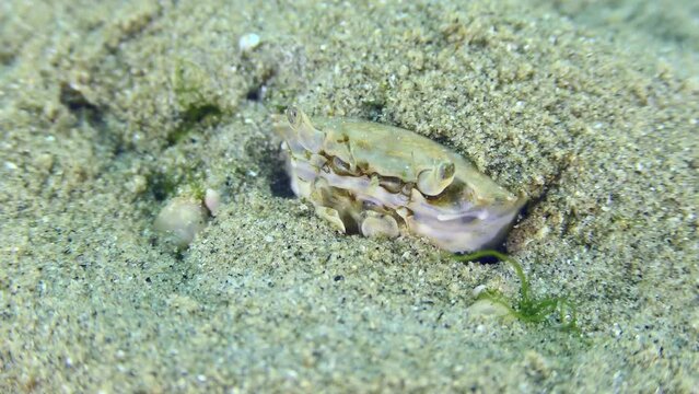 Grapsoid Crab (Brachynotus sexdentatus) buried in the sand, close-up.