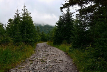 Fototapeta na wymiar Road in the forest in the Tatra mountain