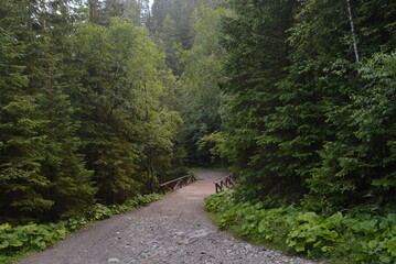 Road in the forest in the Tatra mountain