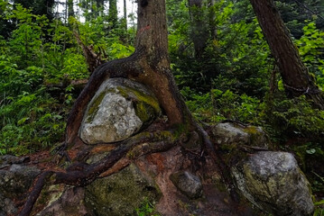 Tree roots in the forest in the Tatra mountain