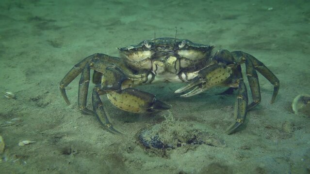 Green crab or Shore crab (Carcinus maenas) on the sandy sea bottom is one of the best known marine invasive species.