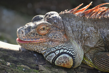A closeup picture of a colourful Iguana laying on wooden bark.