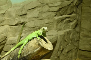 A closeup picture of a green Iguana laying on wooden bark in a enclosed place.