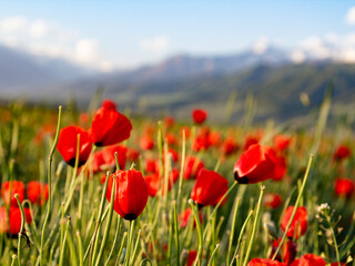 Red poppies and wildflowers in the hills during the spring. flower on mountain slope. Floral background.