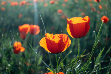 Red poppies and wildflowers in the hills during the spring. flower on mountain slope. Floral background.