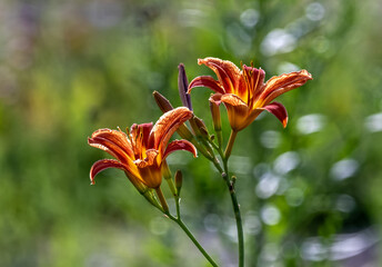 Obraz premium wild orange lily 