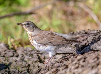 The fieldfare near the pond