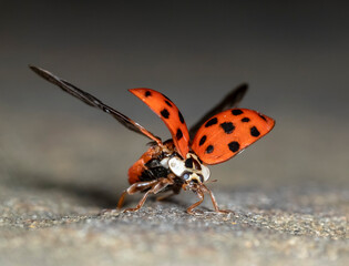 ladybug harlequin