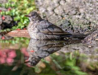Yong blackbird in waterpool