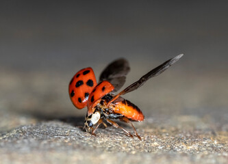 ladybug harlequin