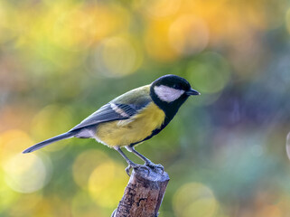 Great tit on colorful background