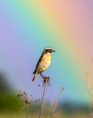 bird on a rainbow