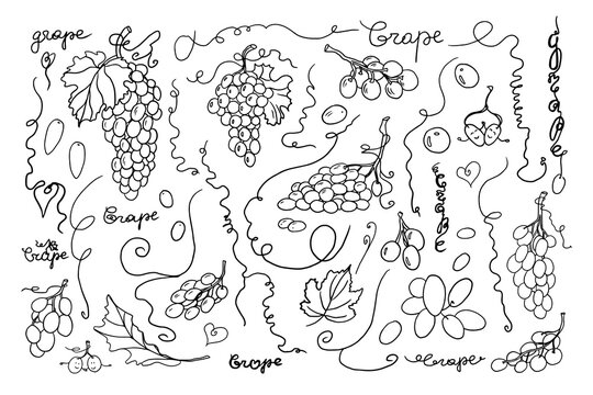 Big set of grape, bunch of grapes, grape vine and grape leaves in doodle style. Vineyard. Winery. Vector illustration. Hand drawn. Isolated on white background