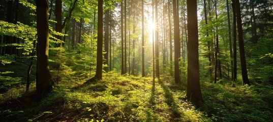 Fototapeta premium sun rays in the forest