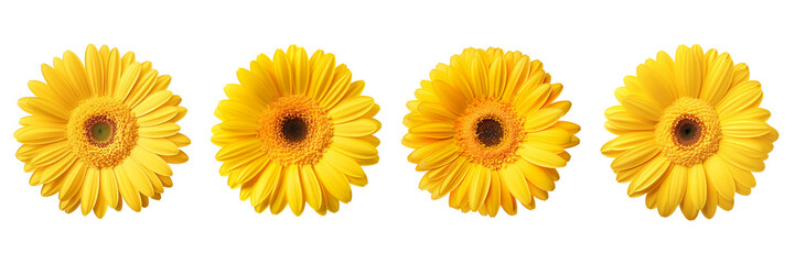 Set of yellow gerbera top view isolated on a transparent background
