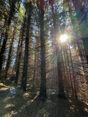 morning sun in a coniferous forest. Beautiful nature of Norway