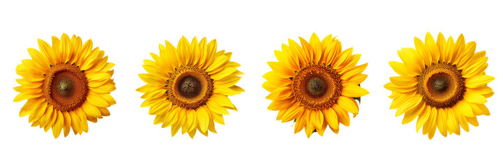 Naklejka premium Set of sunflower top view isolated on a transparent background