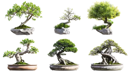 Fotobehang Set of bonsai trees on transparent background PNG © I LOVE PNG