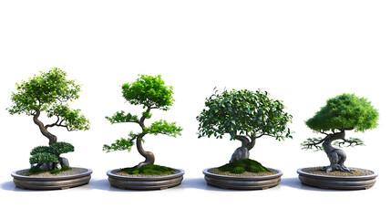 Set of bonsai trees on transparent background PNG