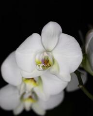 White orchid on black background