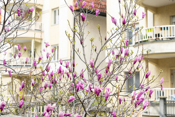 Blooming magnolia on a city street