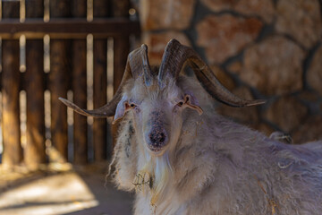White goat with big horns on the farm