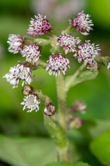 Close up of winter heliotrope (petasites pyrenaicus) flowers in bloom