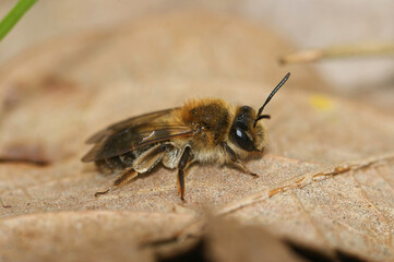 Closeup on a Mellow miner solitary bee, Andrena mitis, sitting on a dried leaf