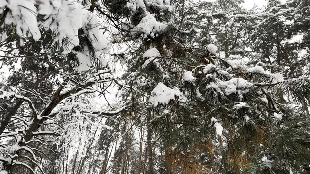 View of snow-covered pine branches at woodland. White fluffy snow lying on piny twigs at park. Beautiful landscape in frozen forest at winter day. Close up Slow motion
