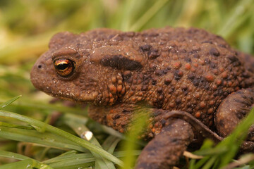 Closeup on an adult female Common European toad, Bufo bufo sitting in the grass in the garden
