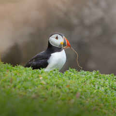atlantic puffin or common puffin or common puffin with nest material