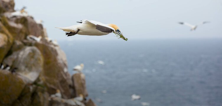 Gannet with food in the sky
