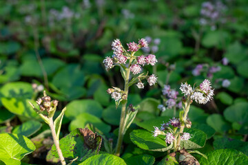 Close up of winter heliotrope (petasites pyrenaicus) flowers in bloom