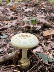 mushroom in the forest © Antonina