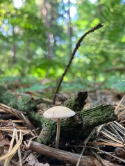mushrooms in the forest © Antonina