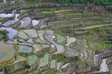 Poster Beautiful terraced rice fields around Batad village © Christian