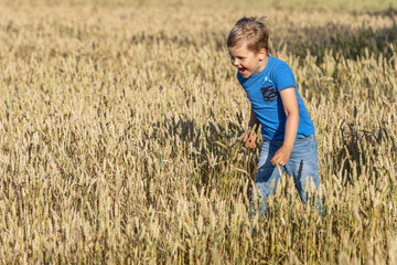 Naklejka na ściany i meble Emotional and fun little boy runs in a wheat field in the sunlight enjoying nature