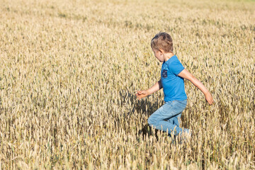 Naklejka na ściany i meble Little boy from back on a wheat field in the sunlight enjoying nature