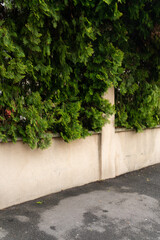 Fototapeta na wymiar City wall with green fence