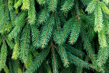 Fototapeta na wymiar Fir tree brunch textured background. A beautiful fir branch with needles. Selective focus.