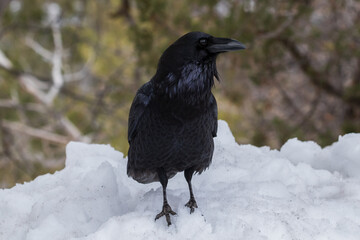  Raven (Corvus corax) standing on snow at Grand Canyon National Park. Forest in background. 

