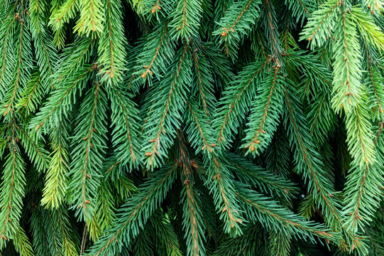 Fir tree brunch textured background. A beautiful fir branch with needles. Selective focus.