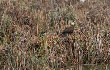 western marsh harrier in in the marshes after the rain