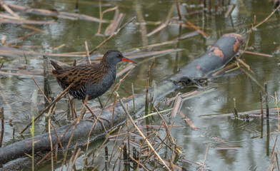 Water Rail in the Ebro Delta lagoon	