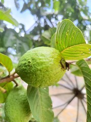 Close-up of guavas on the guava tree, a tree of the species Psidium guajava, from the Myrtaceae family, native to tropical America.